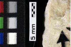 Foto (Detailansicht) von Gastrodorus sp. (NHMW-GEO-1990-0041-0107)